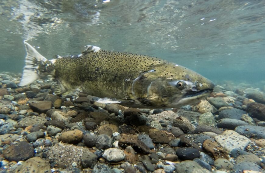 For First Time In Decades, Winter-Run Chinook Salmon Spotted In Upstream Californian River