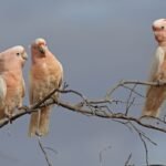 Cockatoos Love To Dance, Showing Off 30 Different Moves That Some Combine In Unique Ways