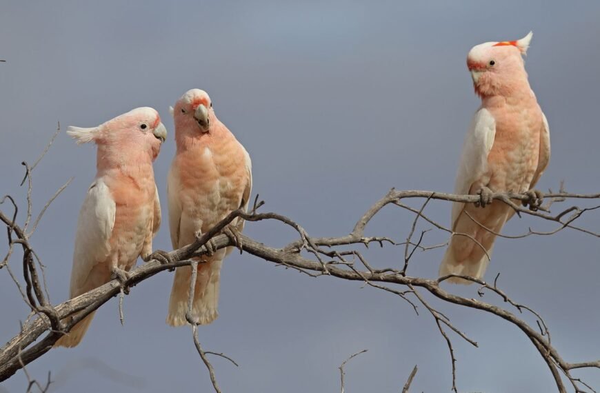 Cockatoos Love To Dance, Showing Off 30 Different Moves That Some Combine In Unique Ways