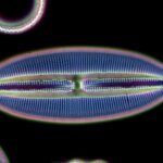 “Smoking Gun” Causing Parts Of Antarctic Ocean To Shine Weirdly Bright In Satellite Images Discovered