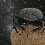 First Insect Proven To Use Milky Way For Orientation Uses Its Superpower To Push Big Balls Of Poop