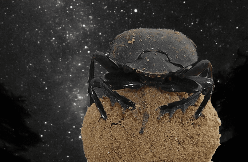 First Insect Proven To Use Milky Way For Orientation Uses Its Superpower To Push Big Balls Of Poop