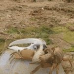 Oh No, Wavy Dave! Robot Crustacean Waves At Fiddler Crabs For Science, Has A Bad Time