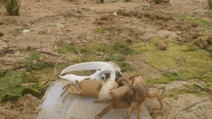Oh No, Wavy Dave! Robot Crustacean Waves At…