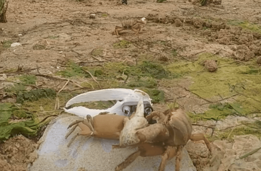 Oh No, Wavy Dave! Robot Crustacean Waves At…