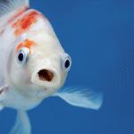 Do Fish Have Tongues?