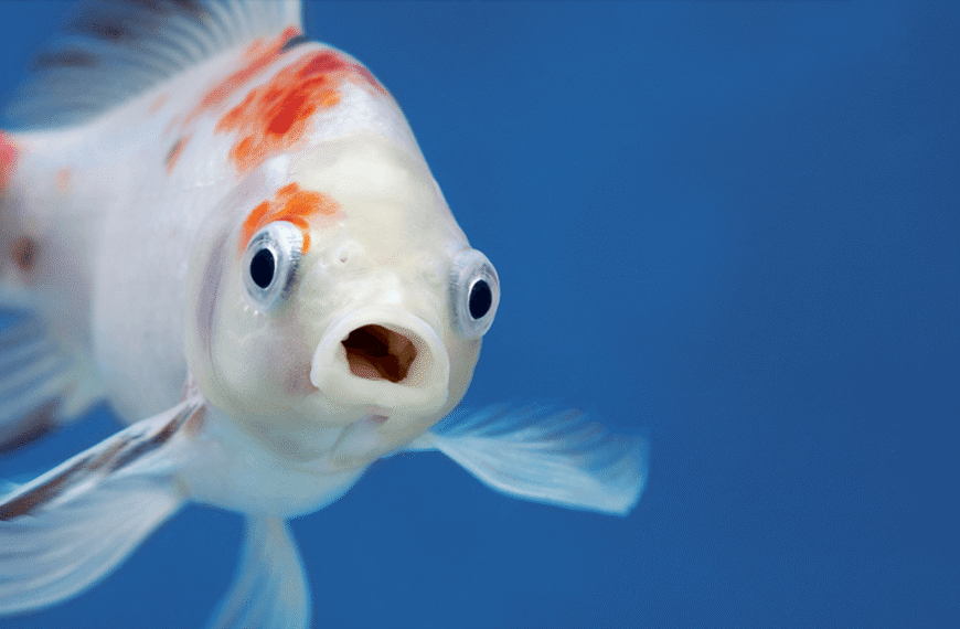 Do Fish Have Tongues?