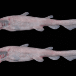 The Goblin Shark Has The Fastest Jaws In The Ocean, Firing Like A Slingshot At Speeds Of 3.1-Meters-Per-Second