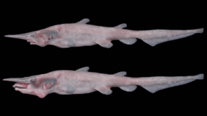 The Goblin Shark Has The Fastest Jaws In&hellip;