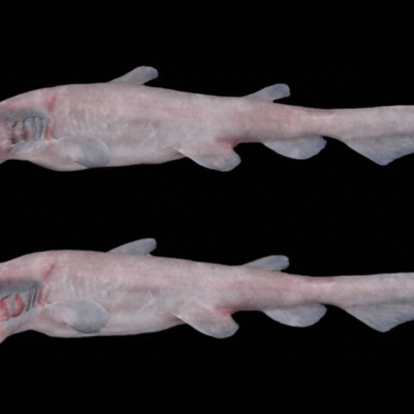 The Goblin Shark Has The Fastest Jaws In&hellip;
