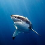 There’s A Very Intriguing Reason Why Great White Sharks Have White Bellies