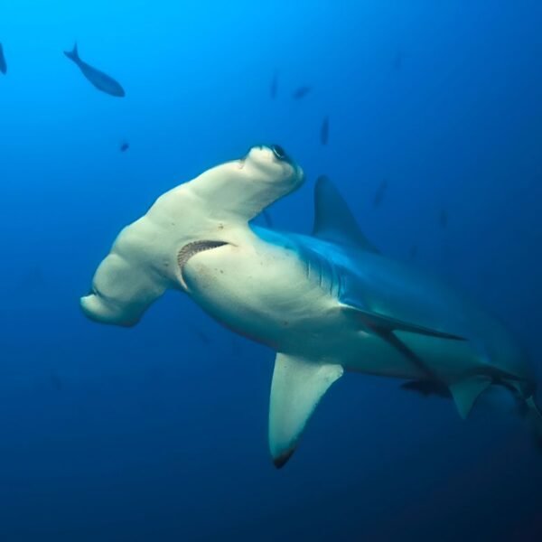 Why Do Hammerhead Sharks Have A Hammerhead?