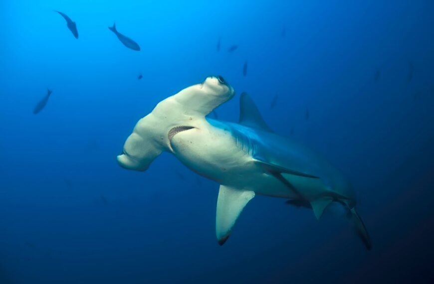Why Do Hammerhead Sharks Have A Hammerhead?