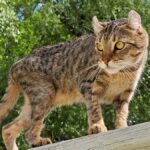 Part Desert Lynx, Part Jungle Curl: Meet The New Highlander Cat