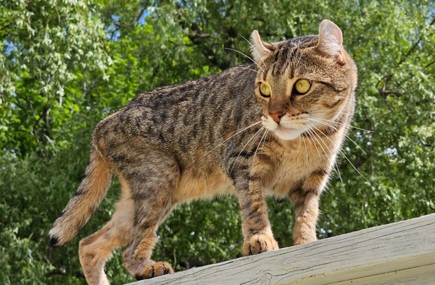 Part Desert Lynx, Part Jungle Curl: Meet The New Highlander Cat