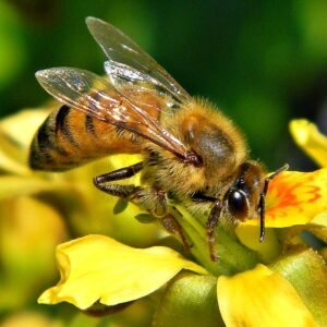 The Secret To Saving Bees Might Be… Yeast?