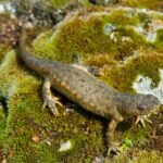 The Iberian Ribbed Newt Might Just Have The World’s Most Metal Defense Mechanism