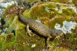 The Iberian Ribbed Newt Might Just Have The…