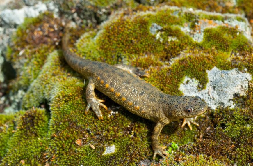 The Iberian Ribbed Newt Might Just Have The…