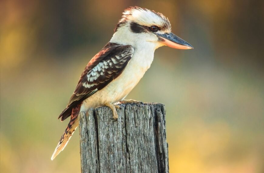 World-First Study Finds “Sex Reversal” Surprisingly Common In Wild Australian Birds