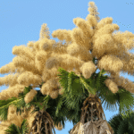 The Talipot Palm Produces 24 Million Flowers, “The Most Prolific Sexual Spectacle Of The Plant Kingdom”