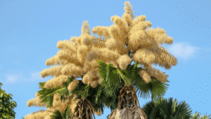 The Talipot Palm Produces 24 Million Flowers, “The…