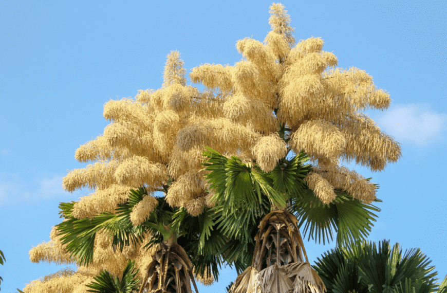 The Talipot Palm Produces 24 Million Flowers, “The Most Prolific Sexual Spectacle Of The Plant Kingdom”