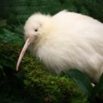 Rare White Kiwi Seen Scampering Back To Its Burrow In Broad Daylight In New Zealand