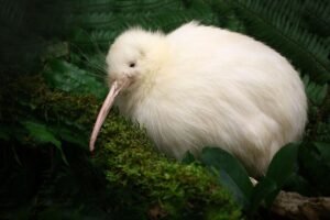 Rare White Kiwi Seen Scampering Back To Its&hellip;