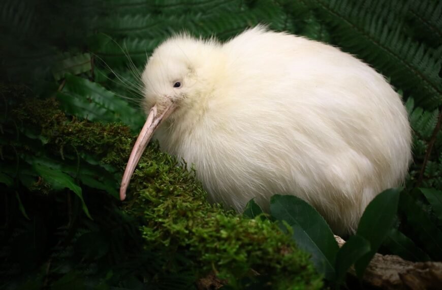 Rare White Kiwi Seen Scampering Back To Its Burrow In Broad Daylight In New Zealand
