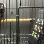 Addicted To Screens? You’re Not Alone – Now Marmosets Might Be Too
