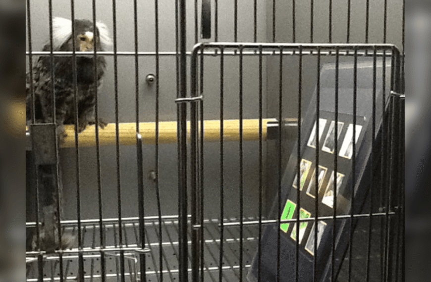 Addicted To Screens? You’re Not Alone – Now Marmosets Might Be Too