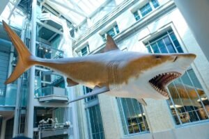 Sharks Don’t Have Bones To Fossilize, So How…