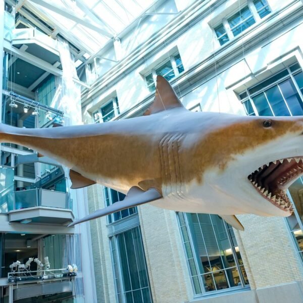 Sharks Don’t Have Bones To Fossilize, So How…