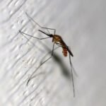 New Jersey Officials Investigate Possible First Locally Acquired Malaria Case Since 1991