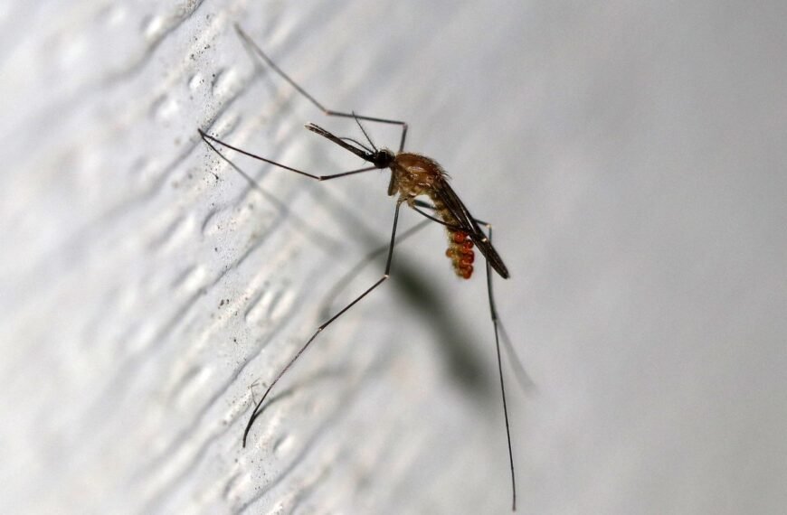 New Jersey Officials Investigate Possible First Locally Acquired Malaria Case Since 1991