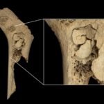 Neolithic Cannibals In Spain Ate Their Enemies As A Form Of “Ultimate Elimination”