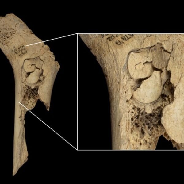 Neolithic Cannibals In Spain Ate Their Enemies As…