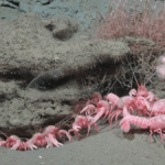 Massive Offshore Canyon Expedition Discovers Barbie Lobsters, Sea Pigs, And 40 Potential New Species