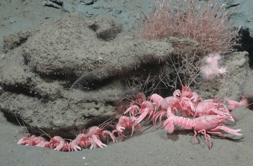 Massive Offshore Canyon Expedition Discovers Barbie Lobsters, Sea Pigs, And 40 Potential New Species
