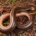 Have You Seen This Snake? Florida Wants Your Help Finding Rare Species Seen Once In 50 Years