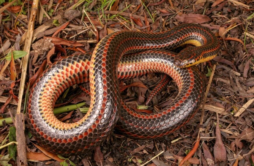 Have You Seen This Snake? Florida Wants Your Help Finding Rare Species Seen Once In 50 Years