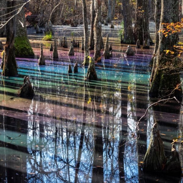 Deep In Virginia, When The Light Hits Just&hellip;