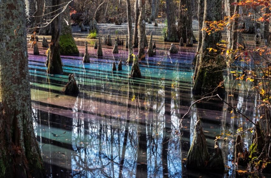 Deep In Virginia, When The Light Hits Just Right, A “Rainbow Swamp” Appears