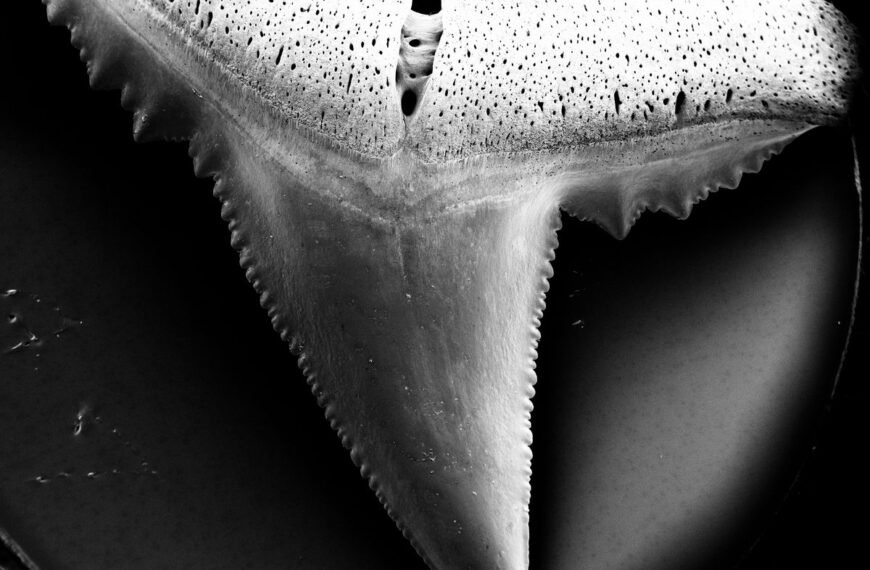 Shark Teeth Are Losing Their Bite As Ocean Acidification Takes Hold