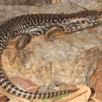 Australian Skinks Have Evolved Snake Venom Resistance 25 Times (Give Them A Break, Snakes)