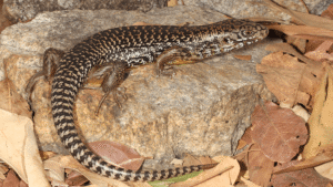 Australian Skinks Have Evolved Snake Venom Resistance 25…