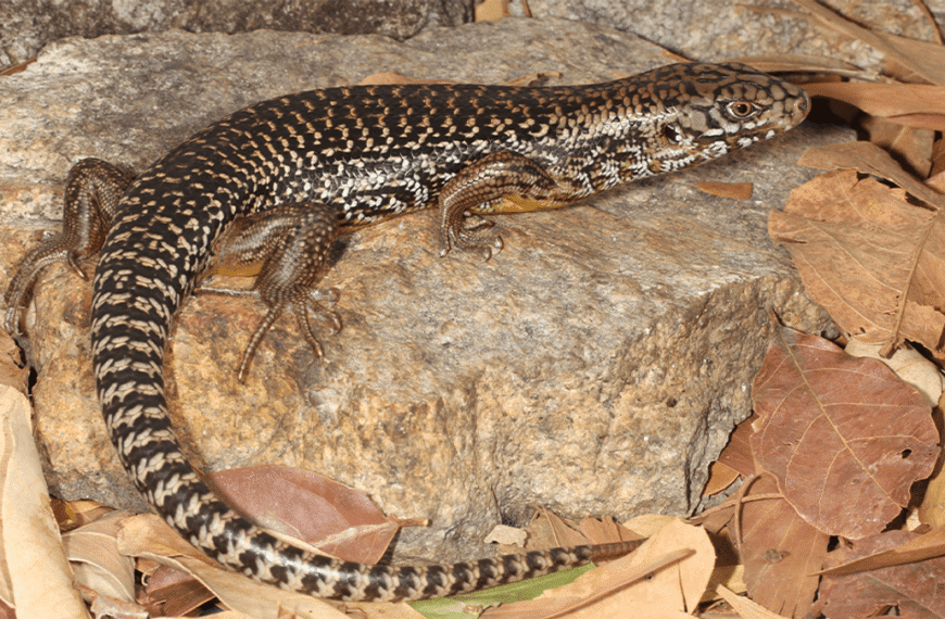 Australian Skinks Have Evolved Snake Venom Resistance 25…