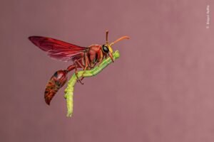Wasp “Riding A Broomstick” Among Fantastic Finalists Of&hellip;