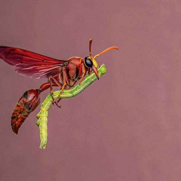 Wasp “Riding A Broomstick” Among Fantastic Finalists Of&hellip;